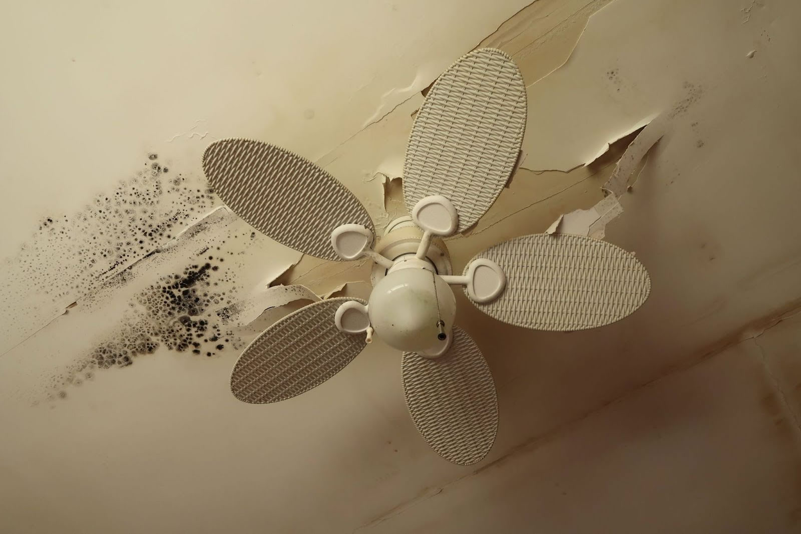 How to Tell If a Leak Needs Professional Attention